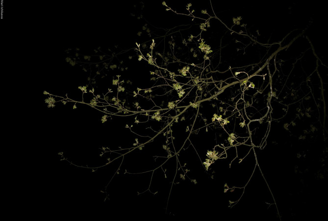 Moonlight shadow 1