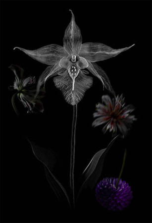 Orchidaceae sp. (Orquídea)