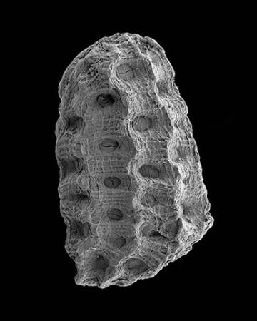 Scrophularia viciosoi (En pelígro crítico)